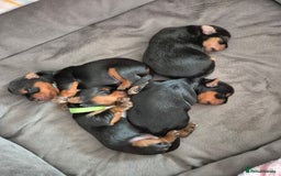 Yorkshire Terrier dogs for sale: Adorable Yorkie Puppies Ready for Loving Homes - Image 9