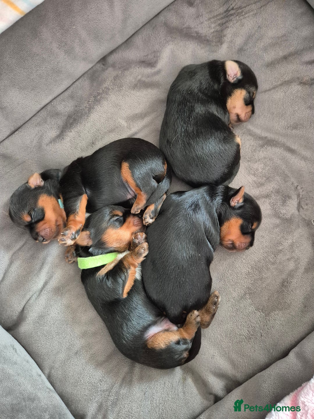 Yorkshire Terrier dogs for sale: Adorable Yorkie Puppies Ready for Loving Homes - Image 9