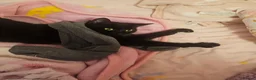Mixed Breed cats for sale: Beautiful black cat - Advert 7