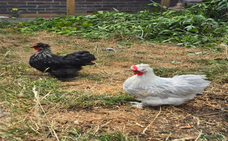 Chickens poultry - Advert 6