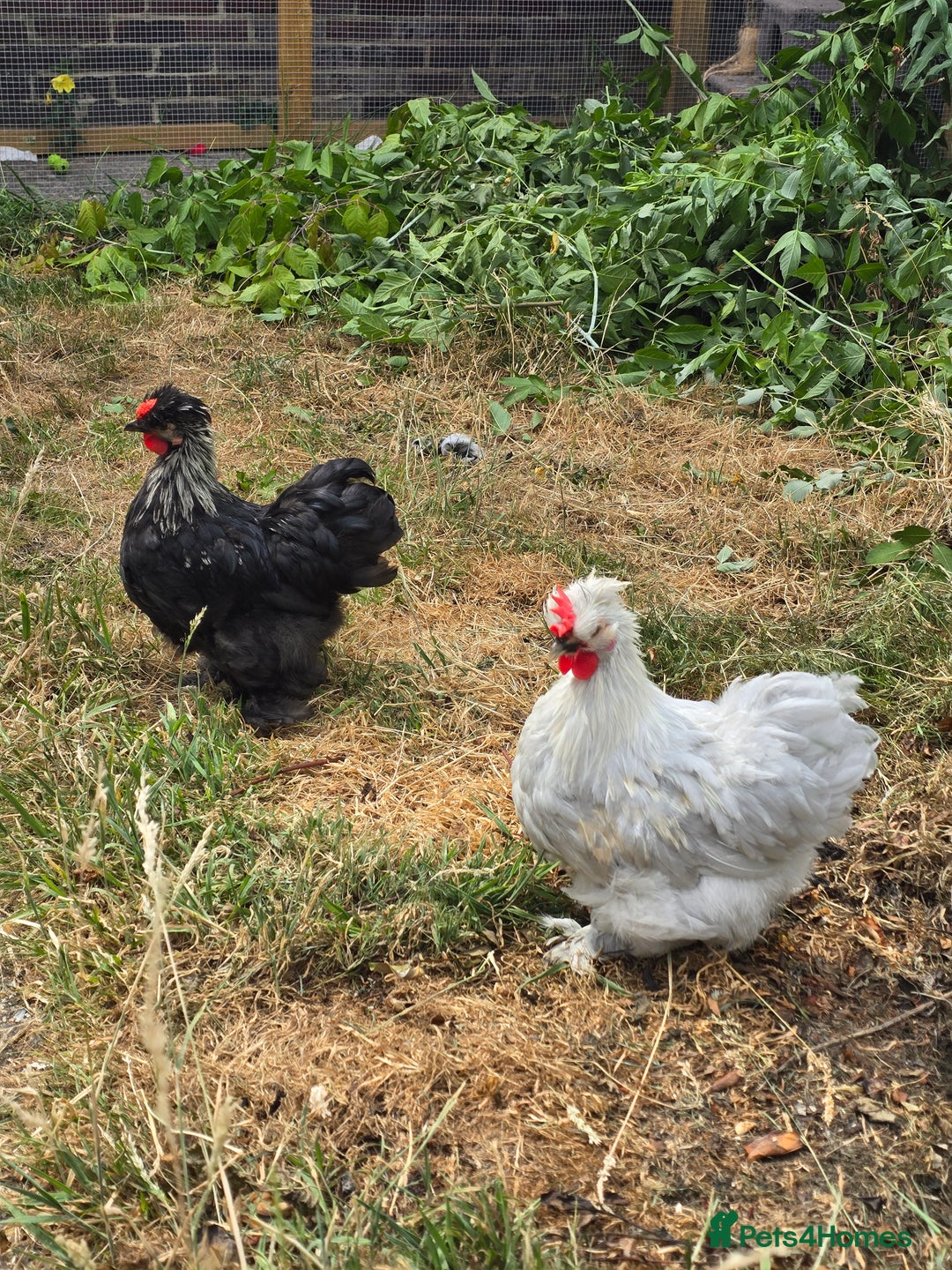 Chickens poultry for sale: 2 male roosters for sale  - Image 1