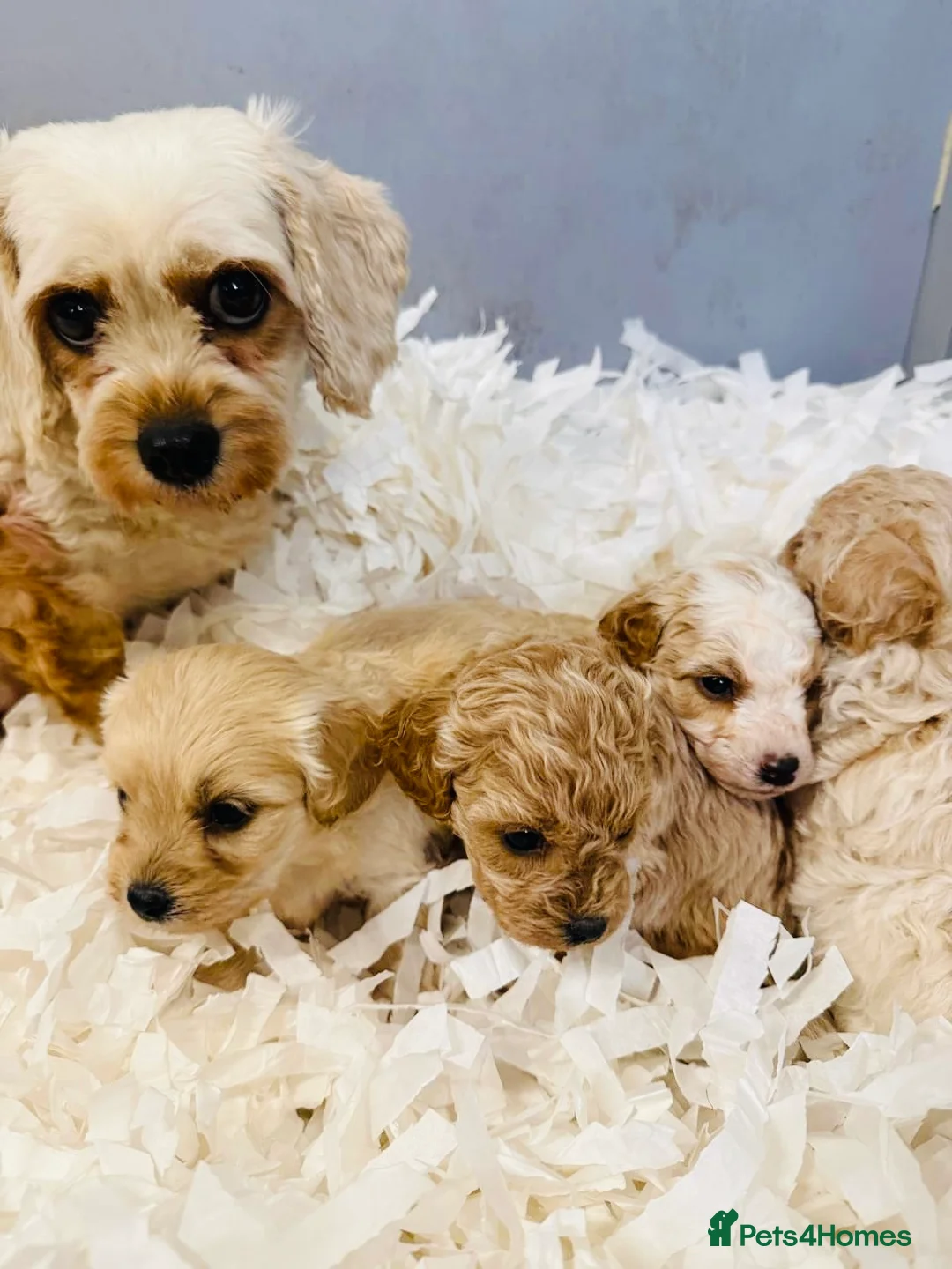 Cavachon dogs for sale: Stunning Cavapoochon Puppies licensed breeder  - Advert 4
