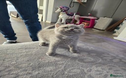 British Shorthair cats for sale: Full pedigree, British short hairs ready now. - Image 21