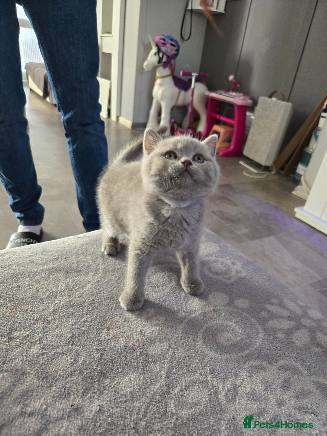 British Shorthair cats for sale: Full pedigree, British short hairs ready now. - Image 21