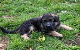 German Shepherd dogs for sale: Superb quality Long coat German Shepherd PuppiesKC - Image 9