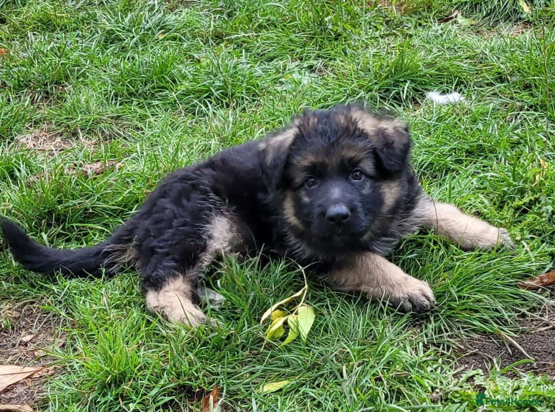 German Shepherd dogs for sale: Superb quality Long coat German Shepherd PuppiesKC - Image 9