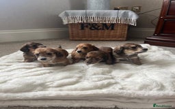 Miniature Dachshund dogs for sale: ADORABLE MINIATURE DACHSHUND PUPPIES - Image 3