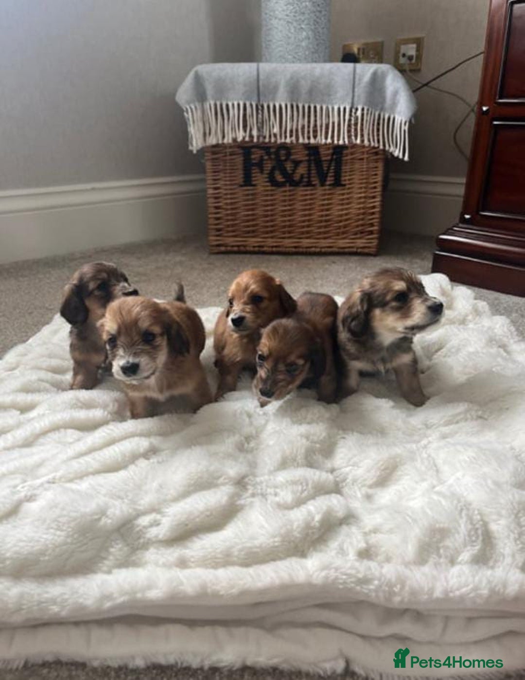 Miniature Dachshund dogs for sale: ADORABLE MINIATURE DACHSHUND PUPPIES - Image 3