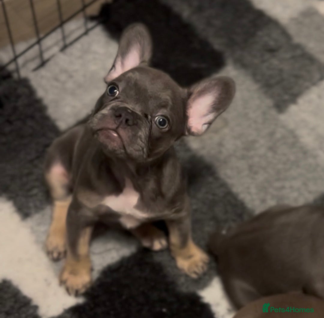 French Bulldog dogs for sale: 💕🐾 Stunning French bulldogs 🐾💕 - Advert 33