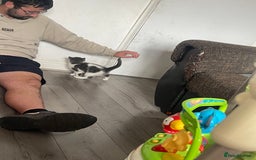 Mixed Breed cats for sale: Mixed breed cat for sale  - Image 6