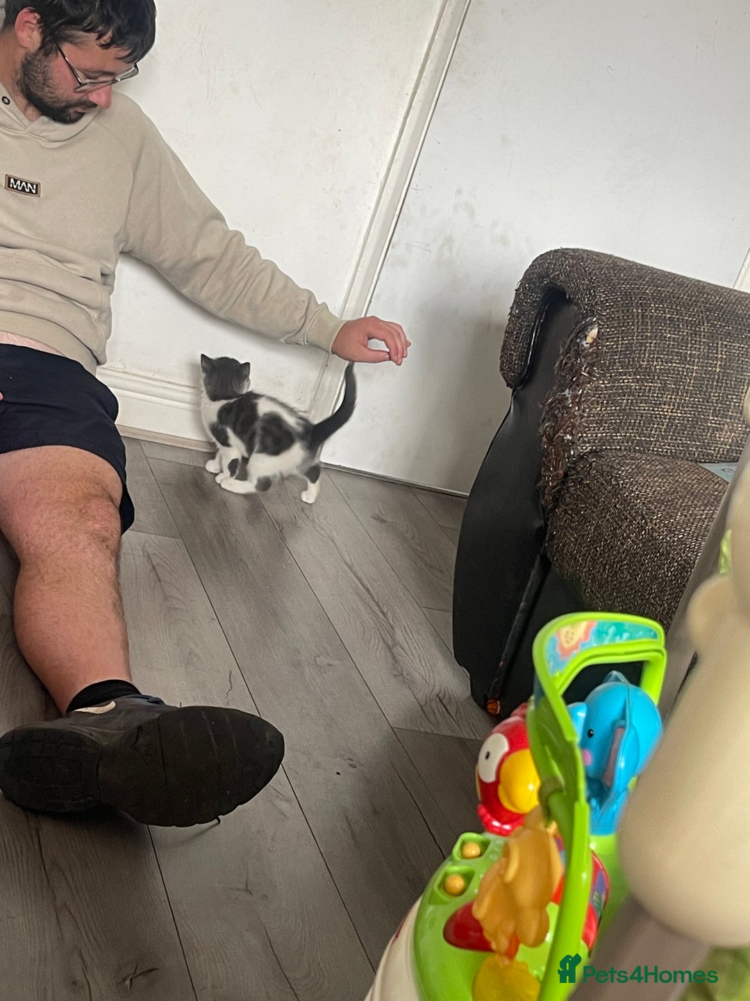 Mixed Breed cats for sale: Mixed breed cat for sale  - Image 6