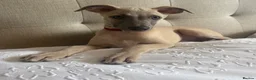 Whippet dogs for sale: Beautiful KC Registered Whippets  - Advert 11