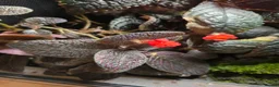 Frog reptiles for sale: Established Dart Frog Vivarium 50x50x60cm - Advert 2