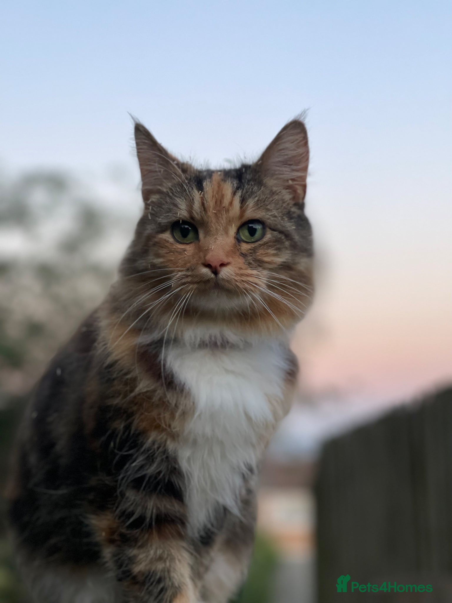 Mixed Breed cats for sale: Rehoming 2 cats  - Advert 5