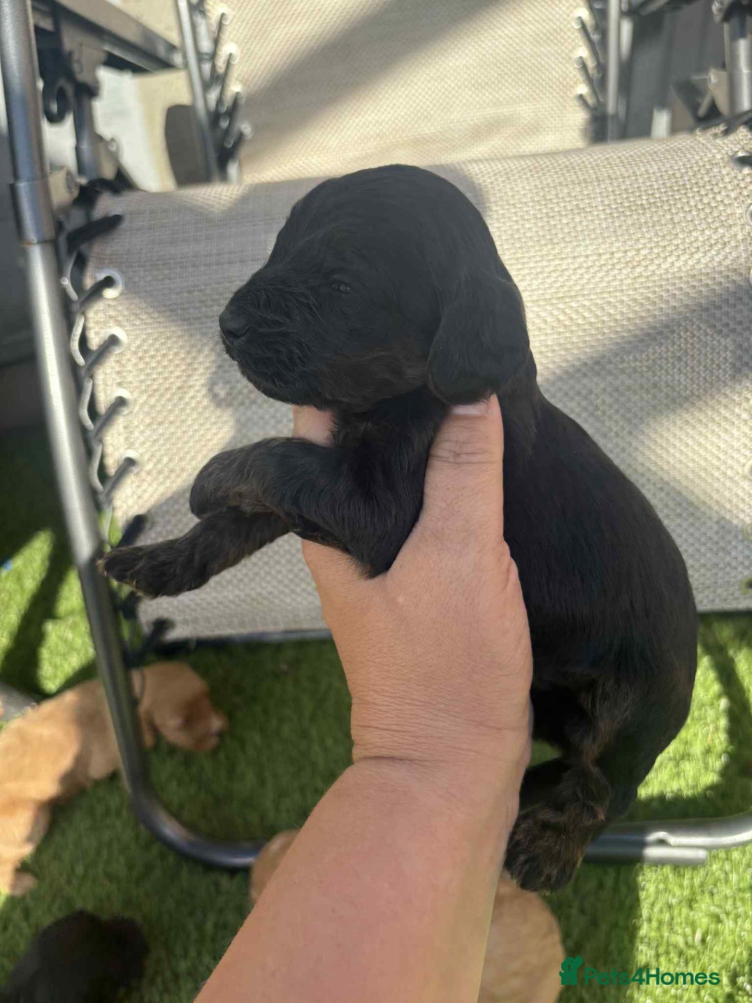 Cockapoo dogs for sale: Beautiful cockerpoo pups for sale - Image 11
