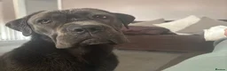 Cane Corso dogs for sale: Female cane corso  - Advert 4