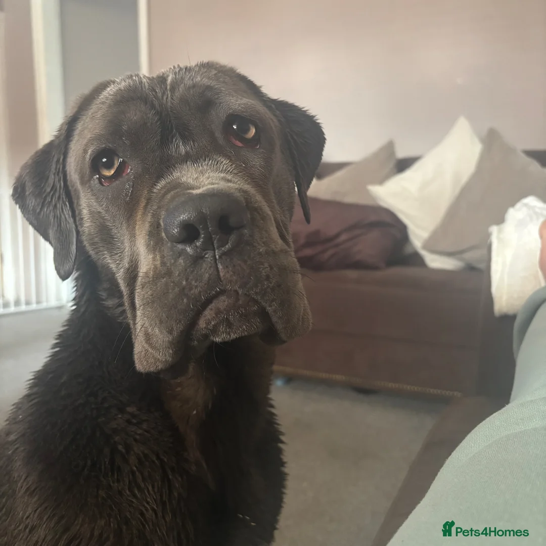 Cane Corso dogs for sale: Female cane corso  - Advert 4