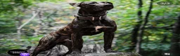Mixed Breed dogs for sale: Dutch herder puppies - Advert 7