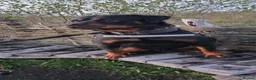 Rottweiler dogs for sale: Digger boy - Advert 6