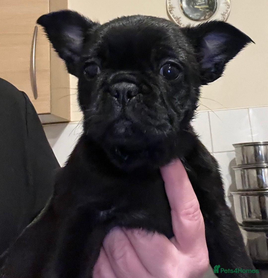 Frug dogs for sale: Beautiful frug female  - Advert 2