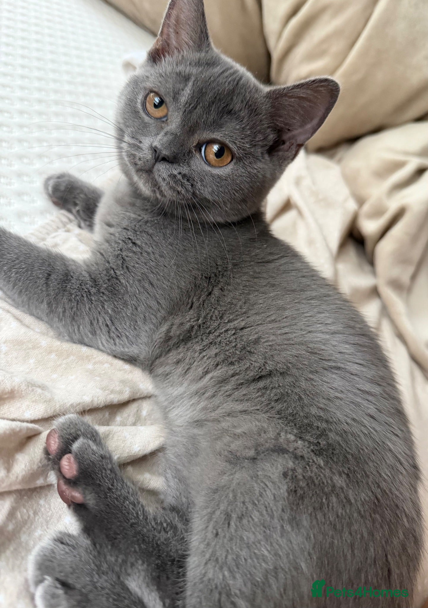 Scottish Fold cats Scottish Straight Female Kitten - Advert 1