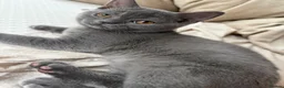 Scottish Fold cats for sale: Scottish Straight Female Kitten - Advert 1