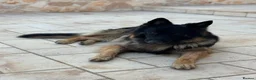 German Shepherd dogs for stud: Family German Shepherd Stud London - Advert 8