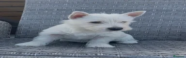 West Highland Terrier Puppy 2