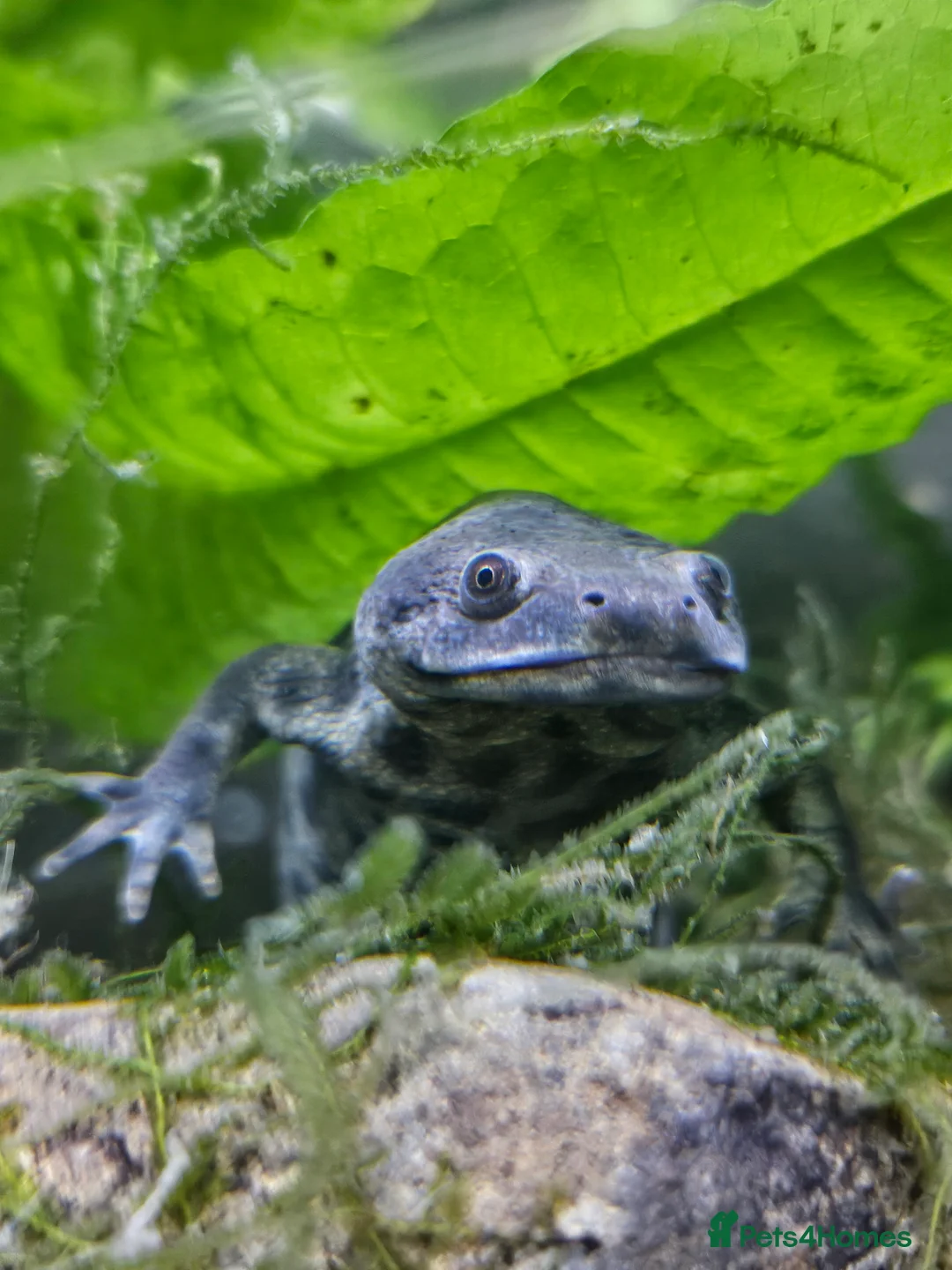 Newt reptiles for sale: Spanish Ribbed Newts & Tank in Newcastle upon Tyne - Advert 2