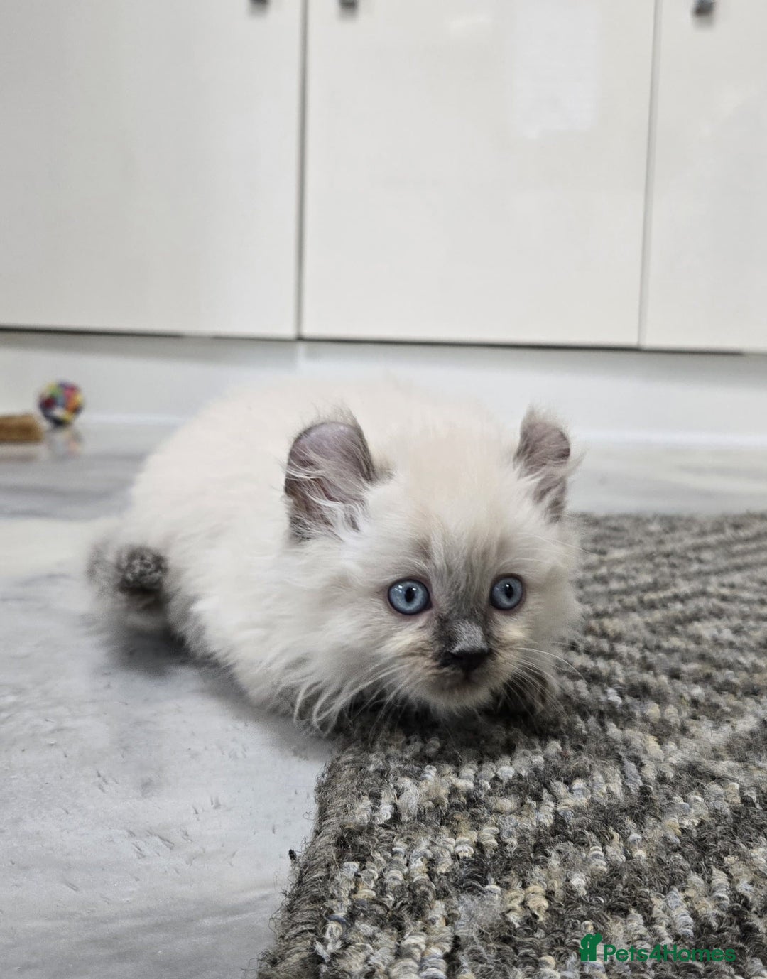 American Curl cats for sale: RARE, Unique, Affectionate American Curl Kittens!  - Advert 22