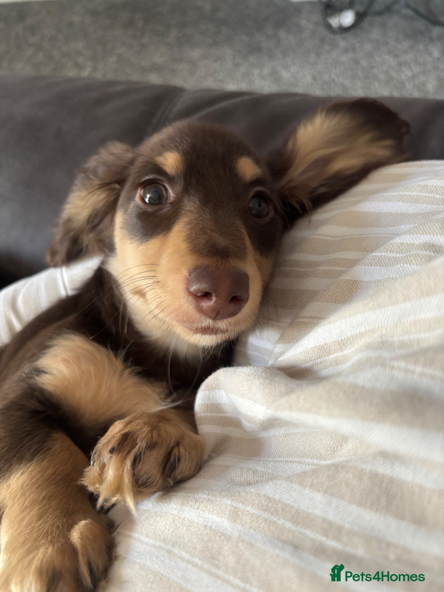 Miniature Dachshund dogs Brown and cream miniature Daschund  - Advert 17