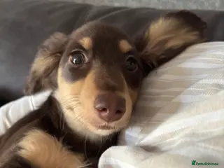 Miniature Dachshund dogs Brown and cream miniature Daschund - Advert 6