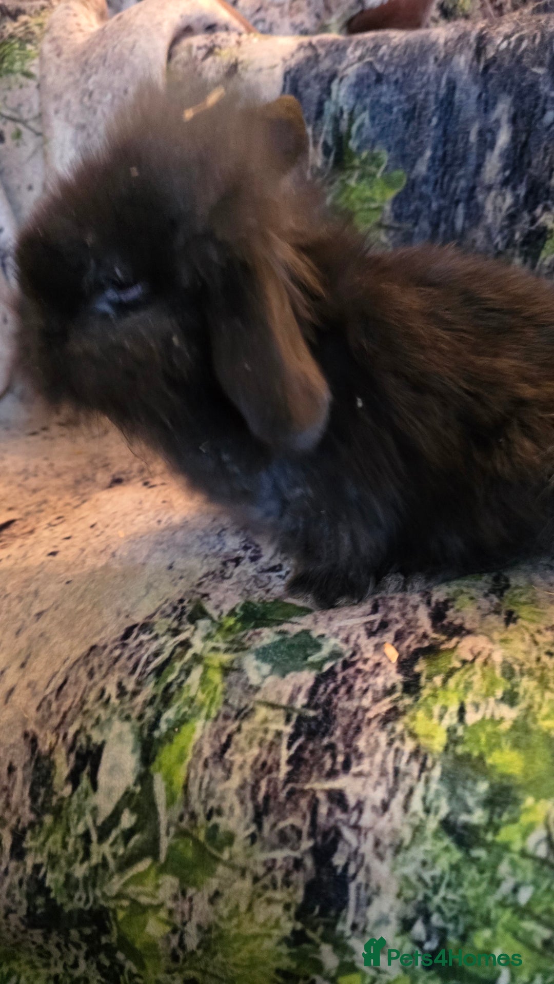 Mini Lop rabbits for sale: Mini Lop Baby rabbits - Advert 4