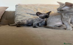 Devon Rex cats for sale: Two Adorable Devon Rex Kittens 💙🩷 - Image 19
