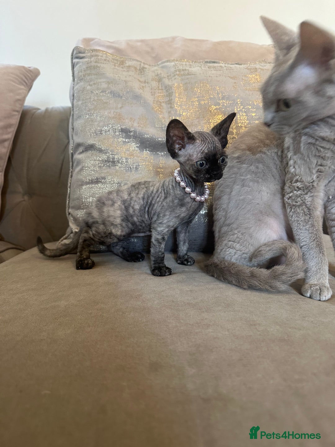 Devon Rex cats for sale: Two Adorable Devon Rex Kittens 💙🩷 - Image 19