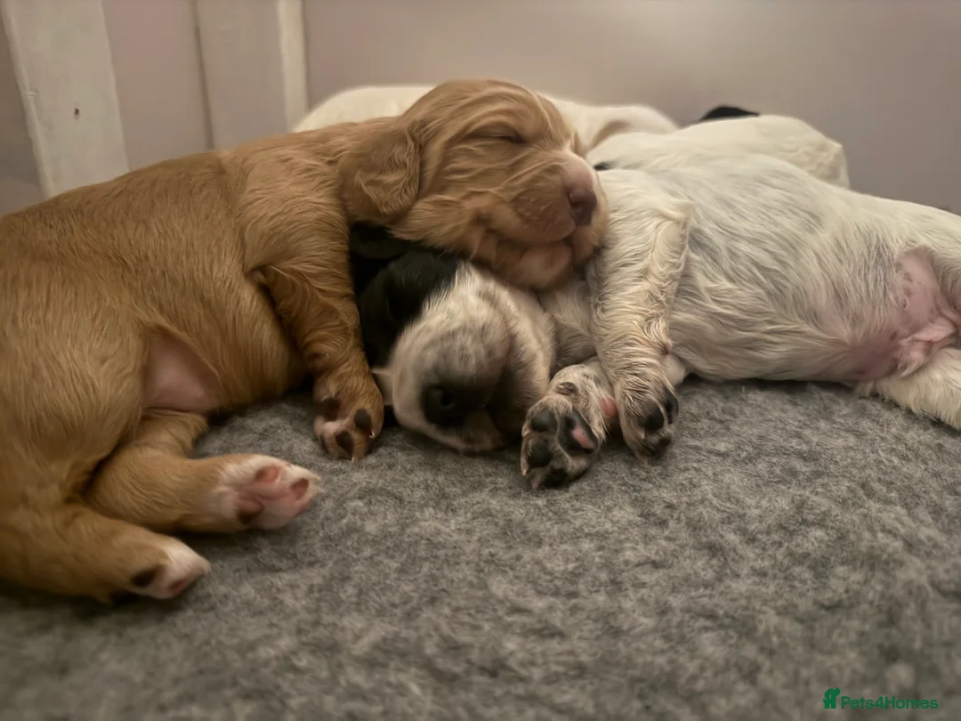 Cocker Spaniel dogs for sale: 🐶🐾 Exceptional Working Cocker Spaniel Puppies 🐾 - Advert 18