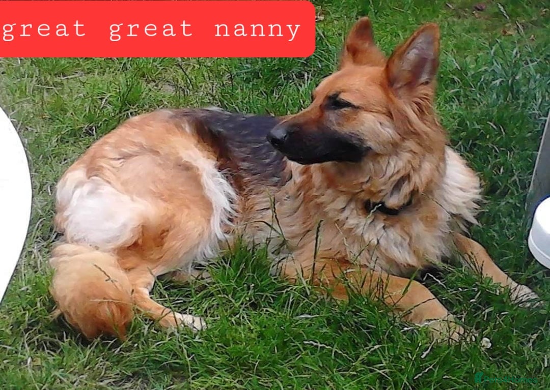 German Shepherd dogs for sale: Stunning white puppy 6 months old ready now in Horsham - Image 34