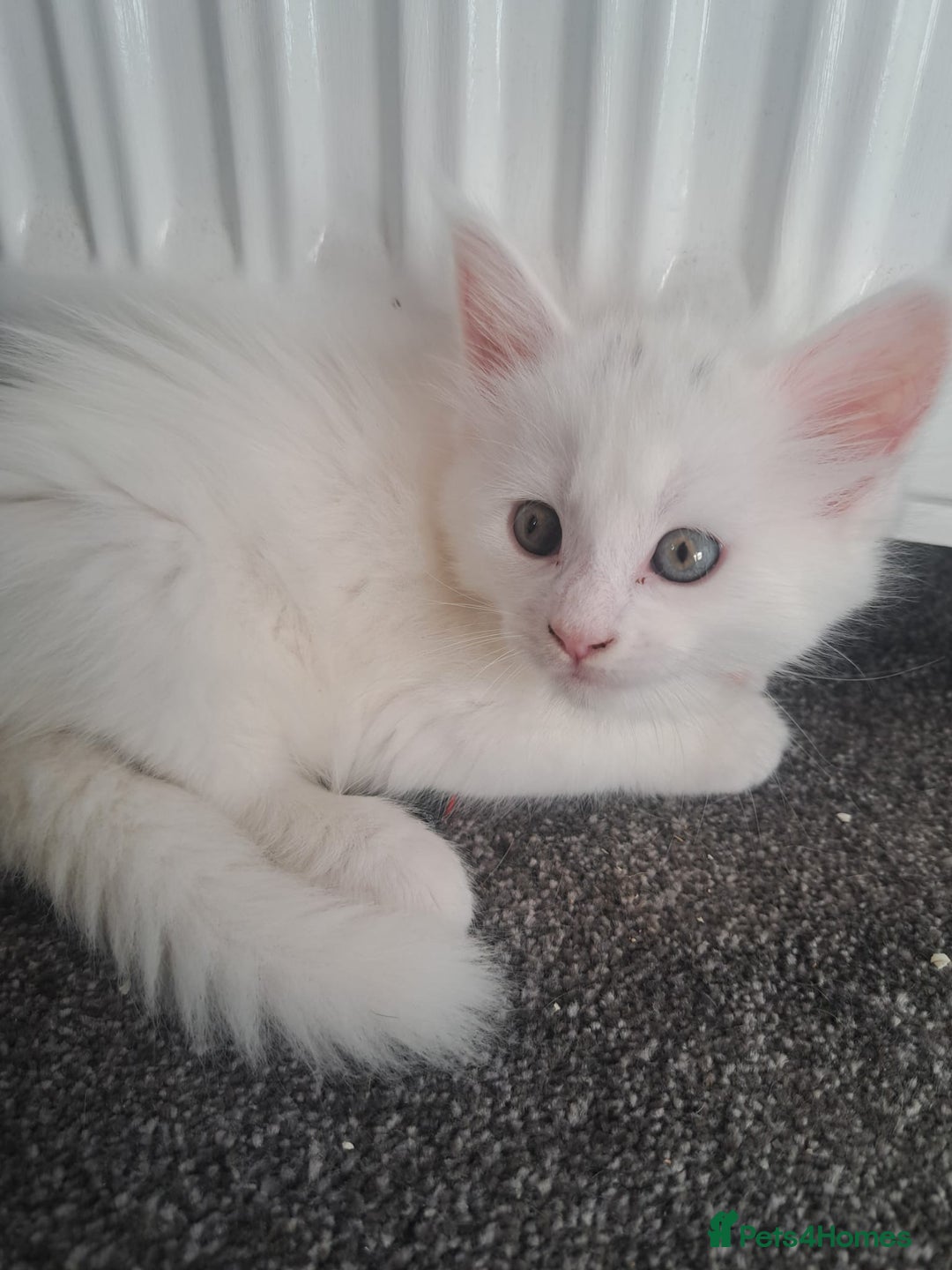 Maine Coon cats for sale: Pure Maine coons fully vaccinated and chipped  - Image 26