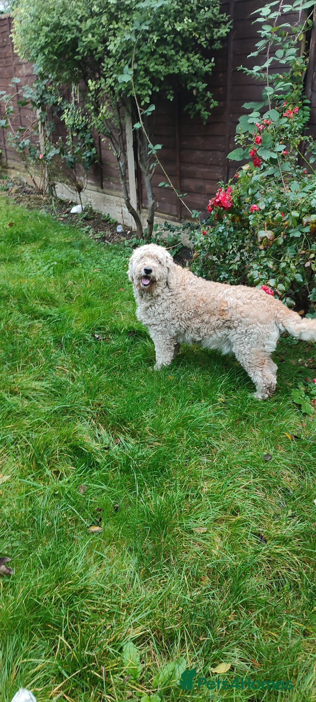 Goldendoodle dogs for sale: Golden doodle 5 year old female  - Image 4