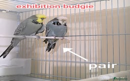 Budgerigars birds for sale: Budgies  and Cockatiel for sale  - Image 6
