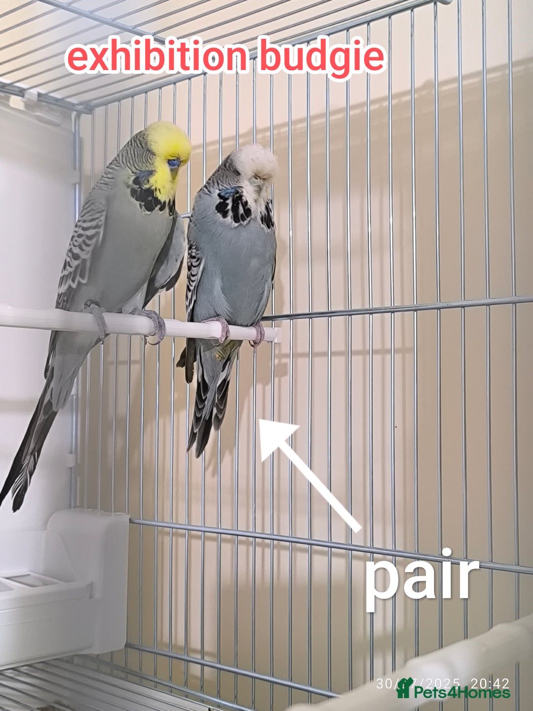 Budgerigars birds for sale: Budgies  and Cockatiel for sale  - Image 6