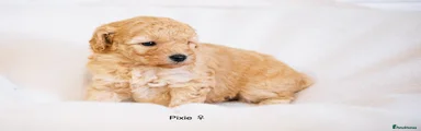 Pixie