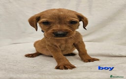 Labrador Retriever dogs for sale: Gorgeous Labradors babys looking for forever home - Image 9