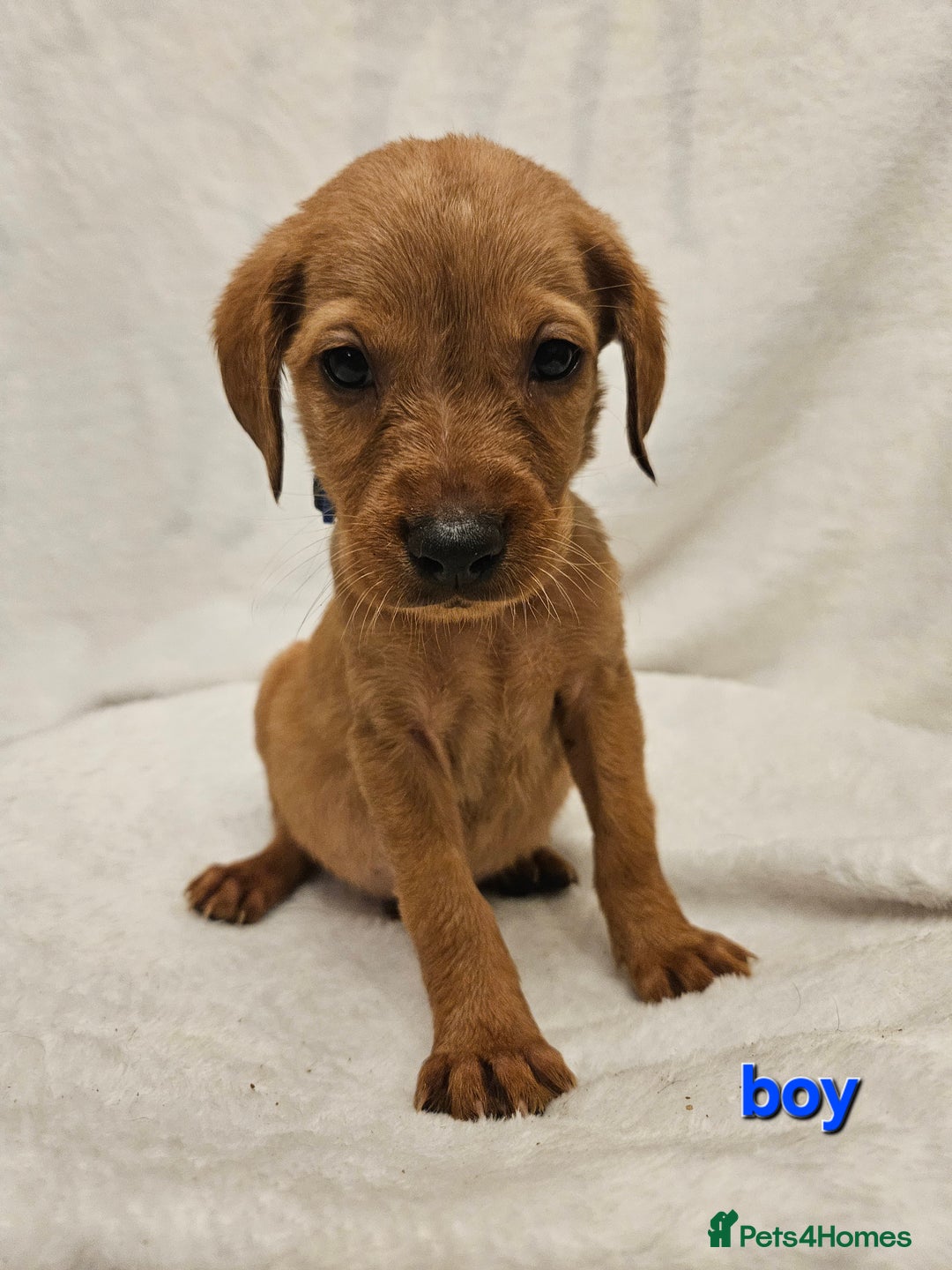 Labrador Retriever dogs for sale: Gorgeous Labradors babys looking for forever home - Image 9