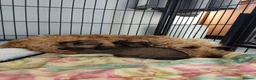 Miniature Dachshund dogs for sale: Premium Mini Wire-haired Dachshund Puppies - Advert 3