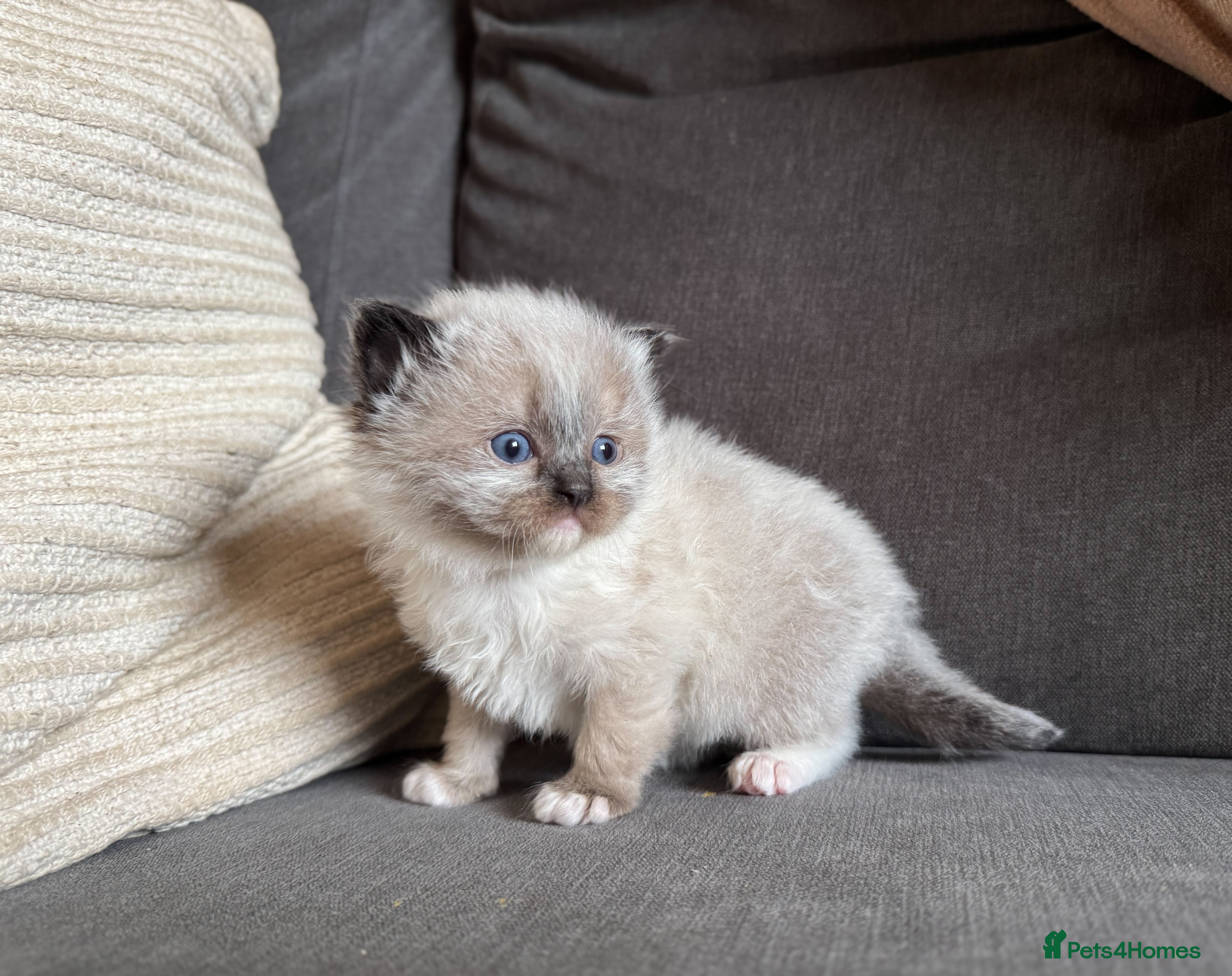 Ragdoll cats Mink Ragdolls available  - Advert 7