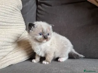 Ragdoll cats Mink Ragdolls available - Advert 7