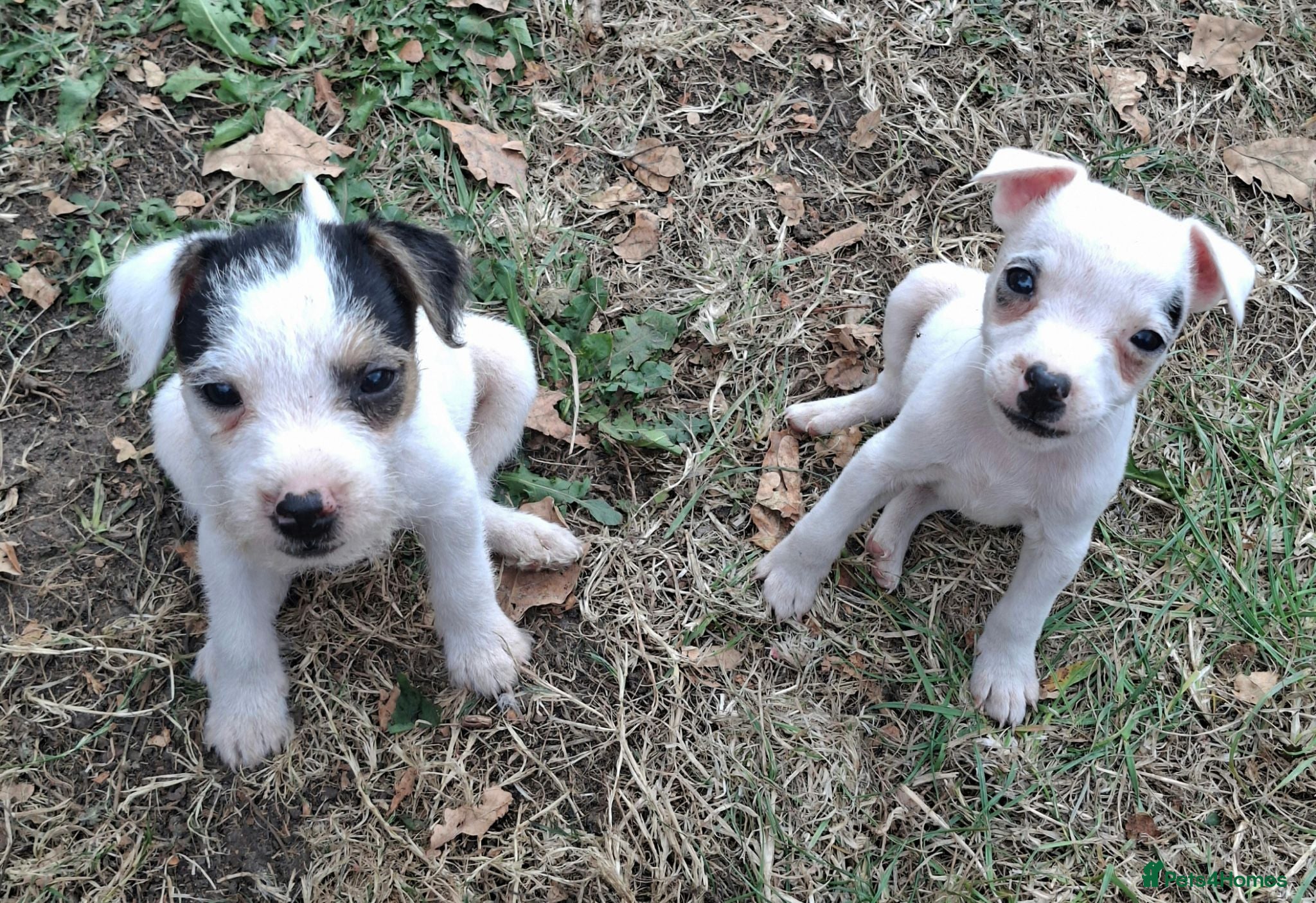 Jack Russell dogs Outstanding Jack Russel male puppies - Advert 1