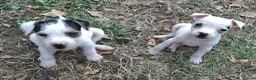 Jack Russell dogs for sale: Outstanding Jack Russel male puppies - Advert 1