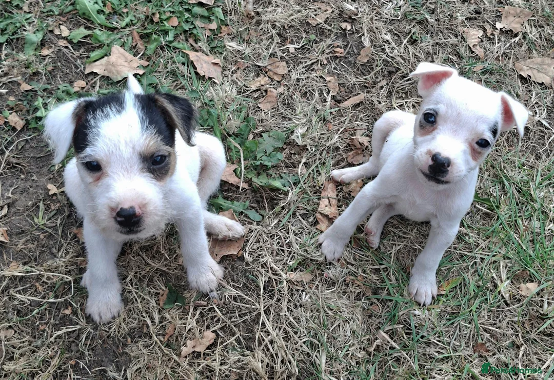 Jack Russell dogs for sale: Outstanding Jack Russel male puppies - Advert 1
